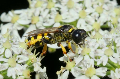 Crabro cribrarius
